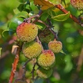 Westlicher Erdbeerbaum (Arbutus unedo)